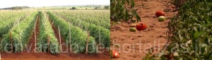 envarado de tomate, tomate, campo abierto