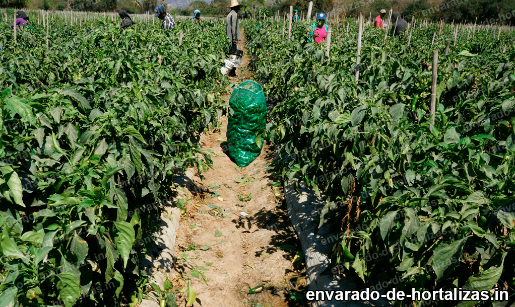 Malla para tomates