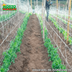 cultivo de hortalizas