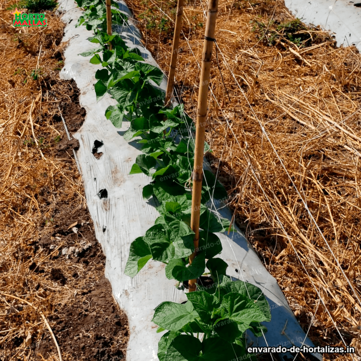 soporte para cultivo de legumbres y verduras